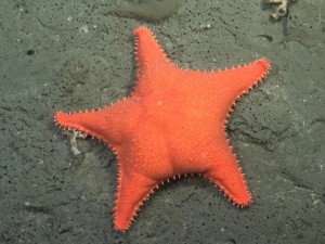 La Provincia inaugura en Mar del Plata la muestra "Vidas Submarinas"