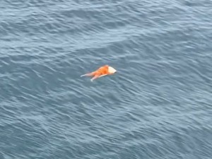 Brasil: sobrevivió 17 horas aferrado a la puerta de una heladera en el mar