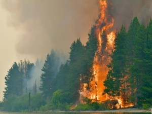 Declaran la emergencia ígnea en cuatro provincias por incendios en la Patagonia