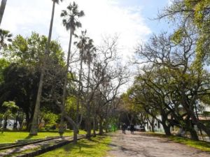 Alerta fitosanitaria: la isla Martín García bajo emergencia por plaga de insectos que afectan las palmeras