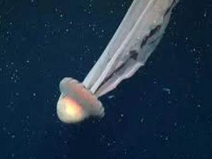 Hallaron una medusa gigante en el Mar Argentino