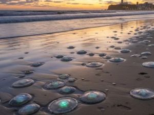 Alerta por medusas en Mar del Plata: el mar más caliente dispara las picaduras y preocupa a turistas