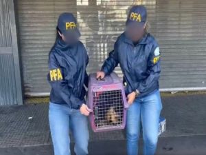 Un mono en peligro de extinción fue rescatado del Barrio Padre Mugica