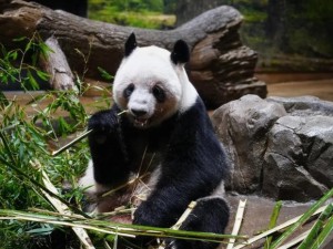 Tristeza en Japón: por primera vez en 50 años, se queda sin pandas