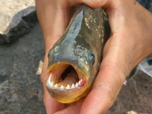 Decenas de ataques de palometas en Entre Ríos y Santa Fe