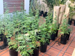 Entró a robar marihuana en una casa donde había más de 100 plantas y lo detuvo la Policía de la Ciudad