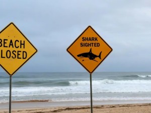 La tragedia que conmueve a Australia: murió un niño de 12 años que fue a la playa y fue mordido por un tiburón