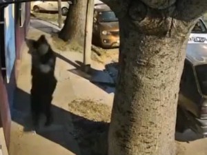 Tiroteo San Martín: un policía murió y dos resultaron heridos durante un operativo