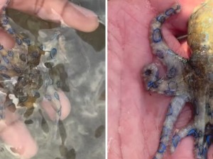 Sostuvo al pulpo más venenoso del mundo durante sus vacaciones en Filipinas y se salvó de milagro