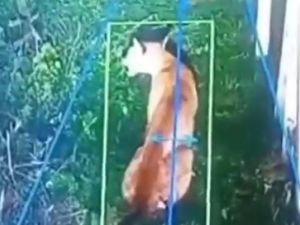 Alerta en Hudson por un puma suelto en un barrio privado