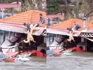 Dramático rescate a un perro durante una inundación en Turquía