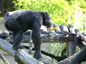 A los 49 años, murió Tomy, el histórico chimpancé del ex Zoológico de La Plata