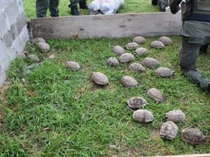 Santa Fe: trasladaban 150 tortugas y 100 loros en la carga de un camión