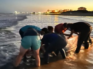 San Clemente del Tuyú: varó un fizio, una especie muy inusual de cetáceo