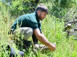 Liberan en Santa Fe a "Ricardito", el yacaré que pasó más de 10 años encerrado en una pileta