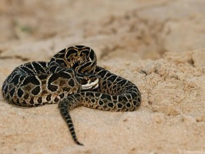 Lo picó una yarará en Cipolletti y murió