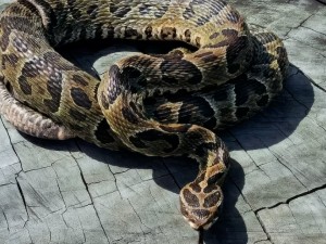 Alerta en Entre Ríos: en 2025 aumentaron un 75% las mordeduras de serpientes yarará a personas